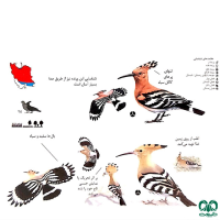 گونه هدهد Eurasian Hoopoe